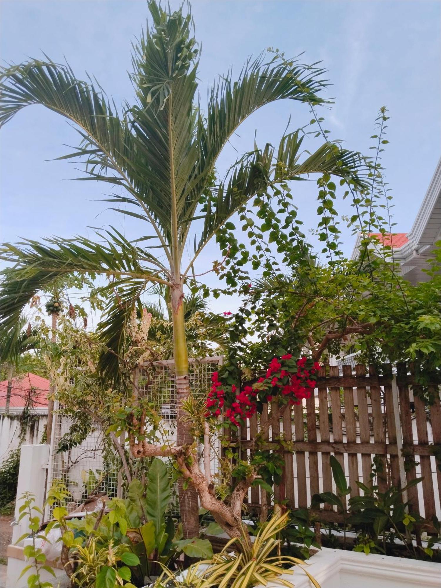 Alona Garden Suites Panglao Island Exterior photo